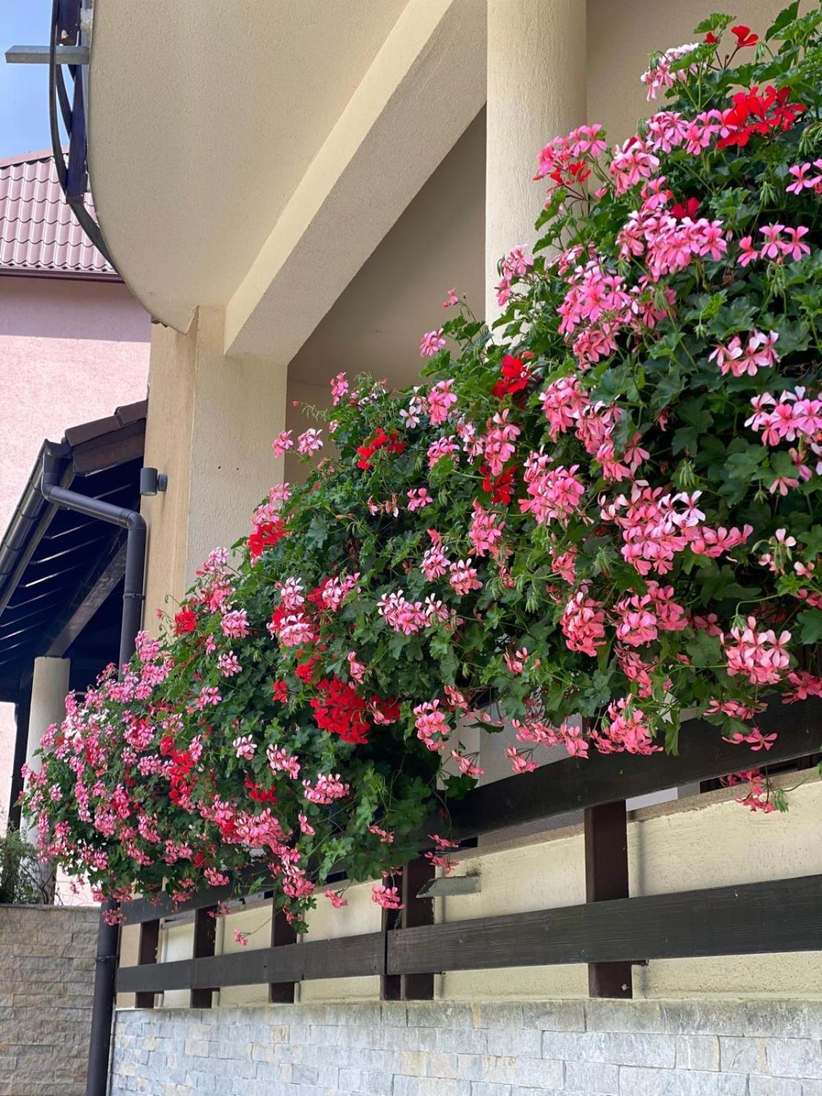 Poiana Ski Residence Apartment 5 Poiana Brașov Zewnętrze zdjęcie